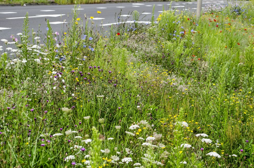 Roadside Clearing