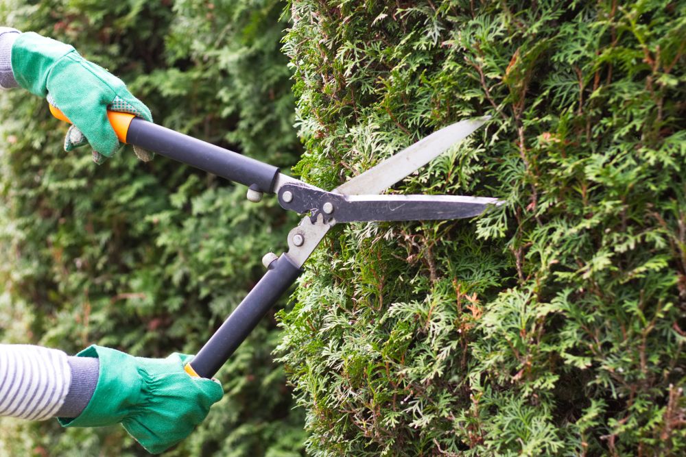 Commercial Bush Trimming - Commercial Bush Trimming Corpus Christi, Texas