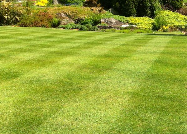 Biweekly Yard Mowing