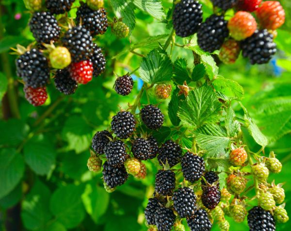 Blackberry Bushes Removal