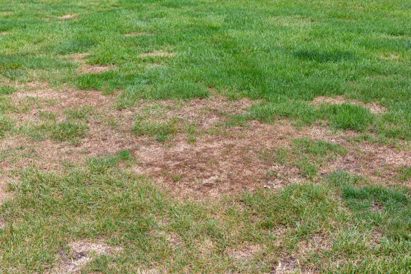 Damaged Grass Repair