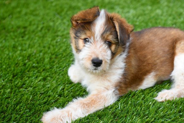 Artificial Dog Turf Service