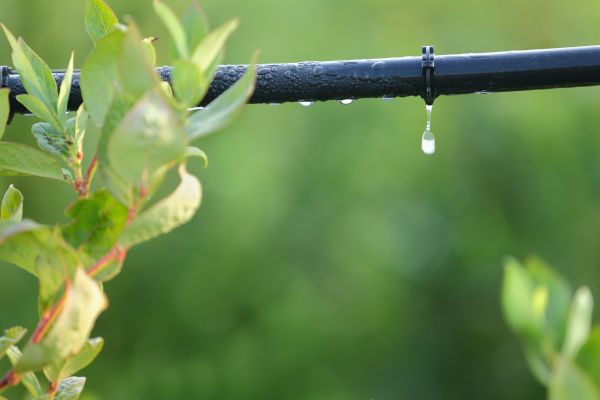 Drip System Installation
