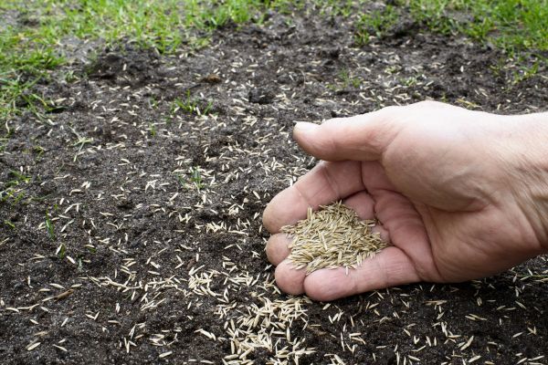 Bermuda Grass Seeding