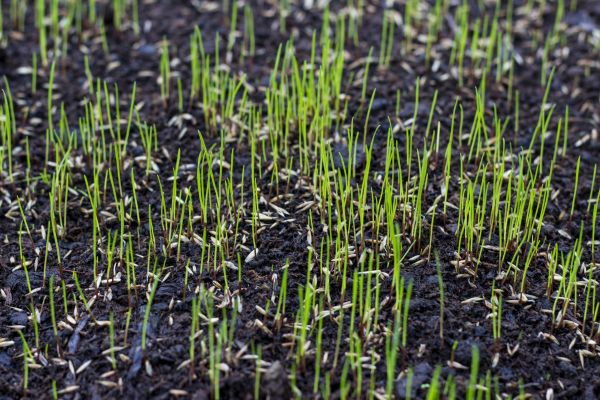 Grass Seeding Service