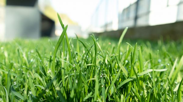 Grass Top Dressing