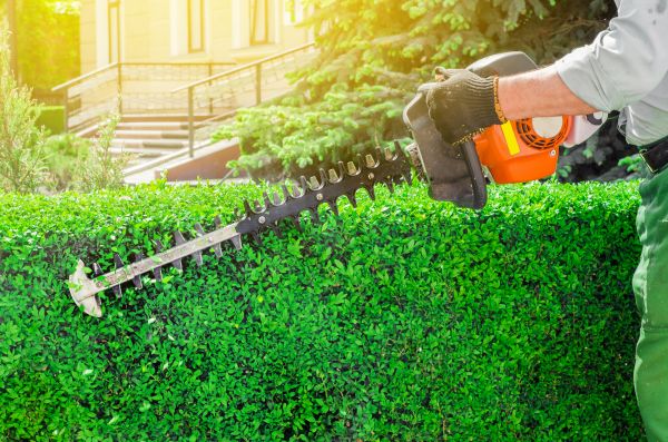 Hedge Clearing