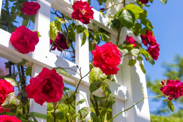 Commercial Gardening