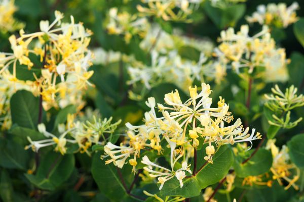 Honeysuckle Removal