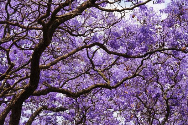 Jacaranda Tree Care
