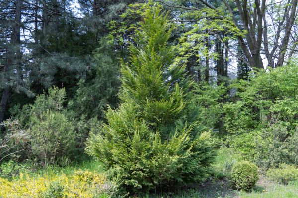 Juniper Bushes Removal