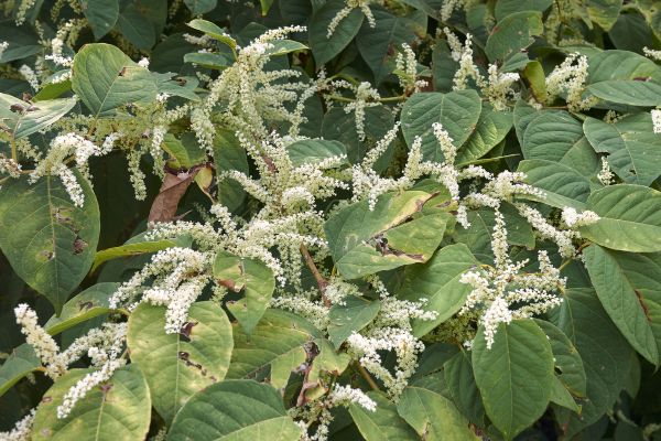 Invasive Knotweed Management