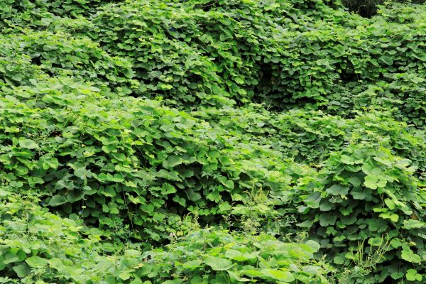 Kudzu Abatement