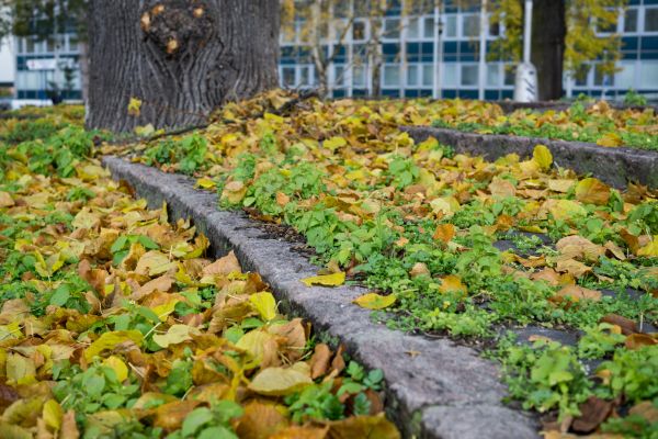 Landscape And Yard Clean Up Service