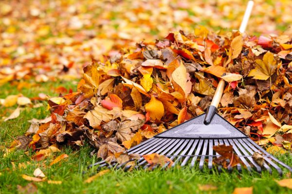 Landscape Clean Up Service