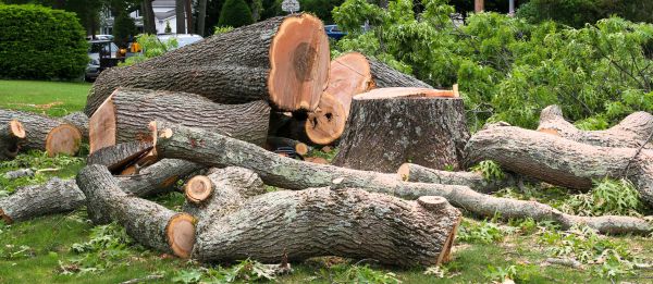 Large Tree Removal