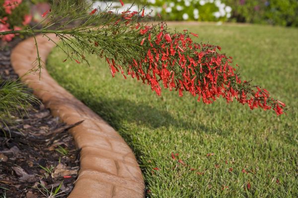 Backyard Landscaping Design