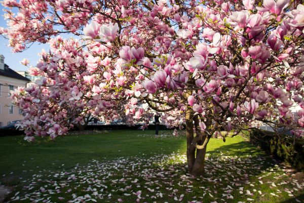 Cherry Tree Planting