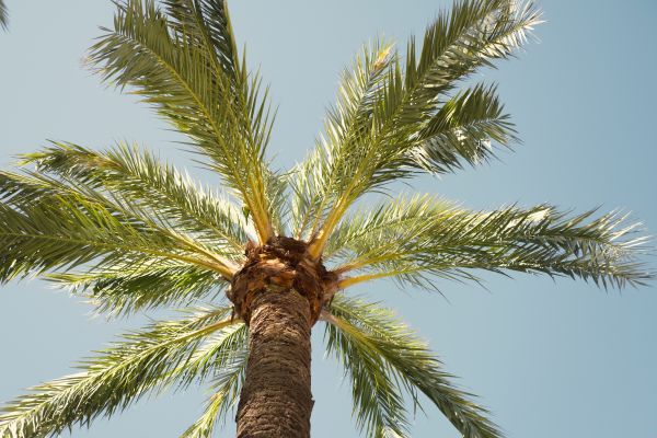 Palm Tree Care Service