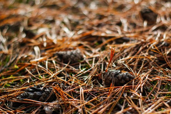Pine Needle Clean Up