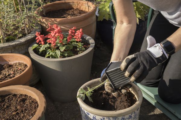 Plant Repotting