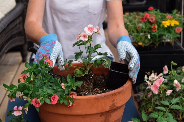 Flowerbed Planting
