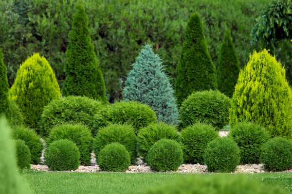 Garden Shrub Installation