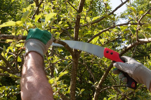 Bradford Pear Tree Removal