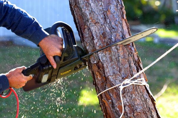 Small Tree Removal Service