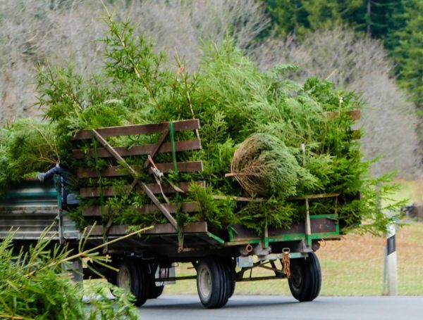 Pine Debris Removal