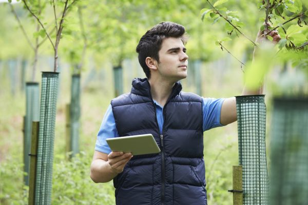 Tree Damage Assessment