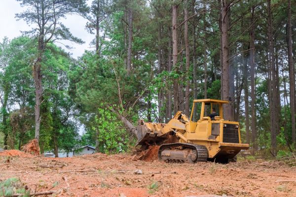 Birch Tree Clearing