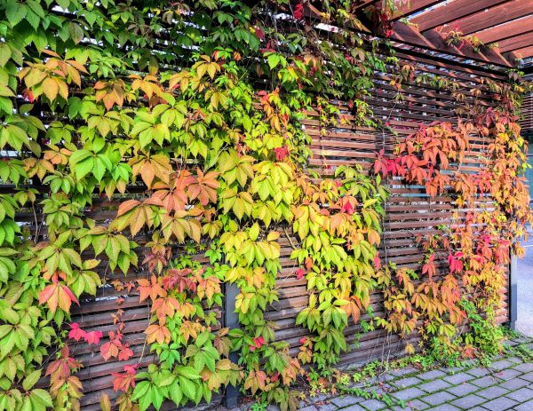 Vine Removal