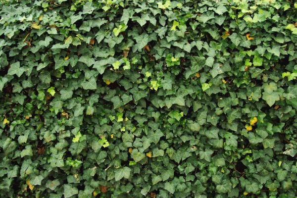 Wall Ivy Removal Service - Wall Ivy Removal Service Frisco, Texas