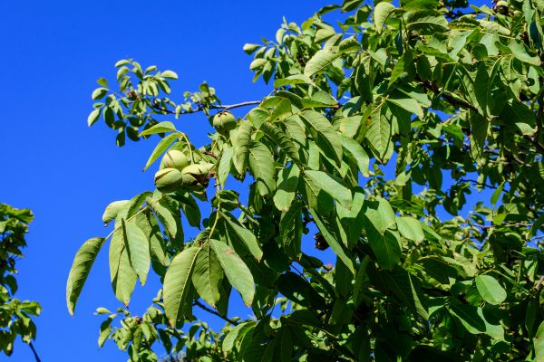Walnut Tree Removal - Walnut Tree Removal Arlington, Texas