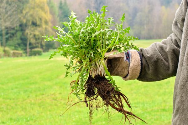 Commercial Weed Pulling