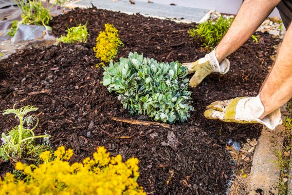 Weeding And Mulching - Weeding And Mulching Fort Worth, Texas