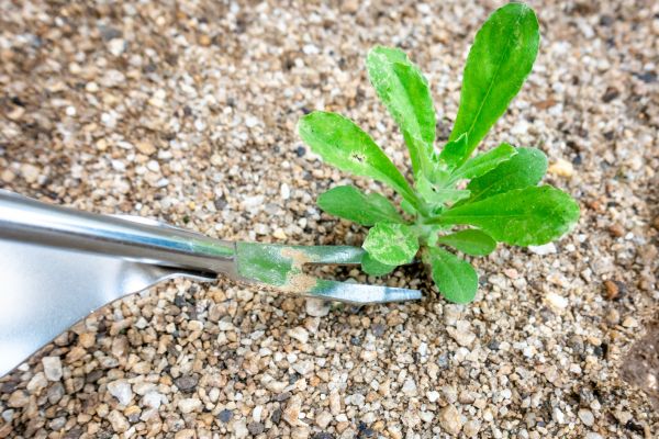 Weeds Removal Service