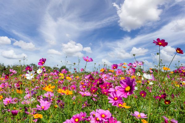 Floral Gardening