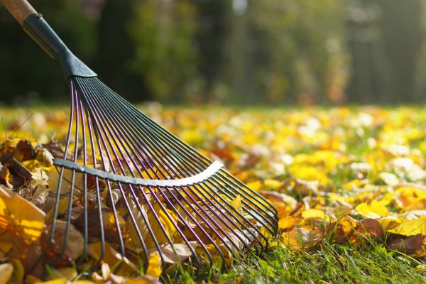 Backyard Cleanup Service