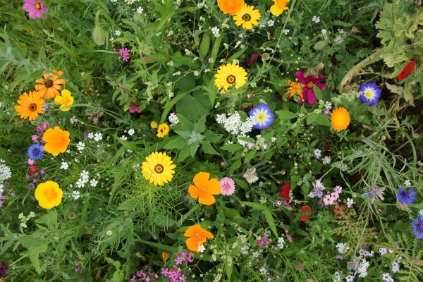 Wildflower Seeding
