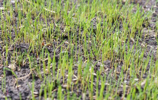 Fall Lawn Overseeding