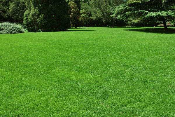 Lawn Landscaping