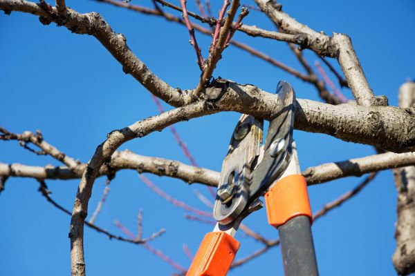 Tree Shearing