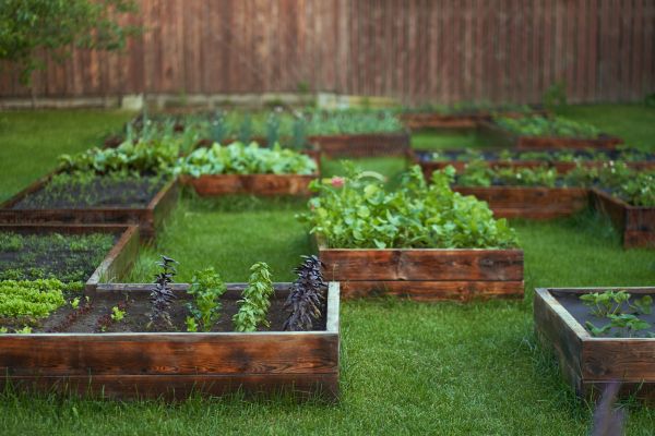 Plant Protection