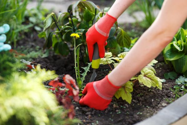 Organic Weed Removal