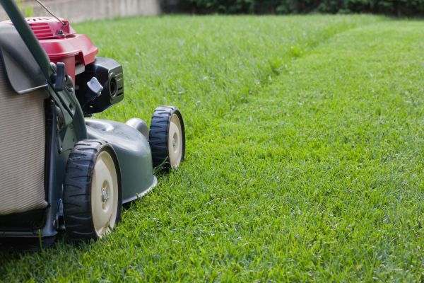 Backyard Lawn Care