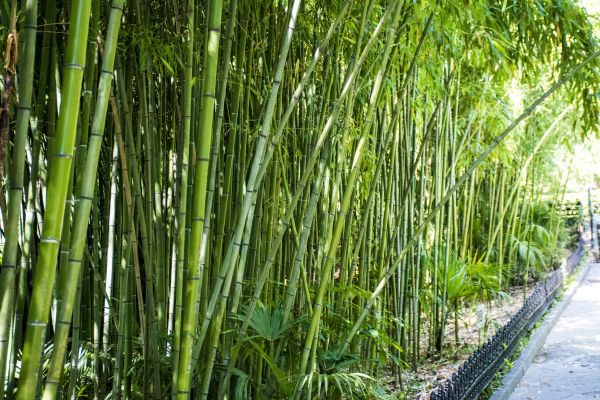 Bamboo Root Removal - Bamboo Root Removal Wasilla, Alaska