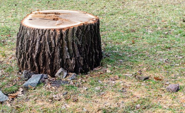 Tree And Garden Services