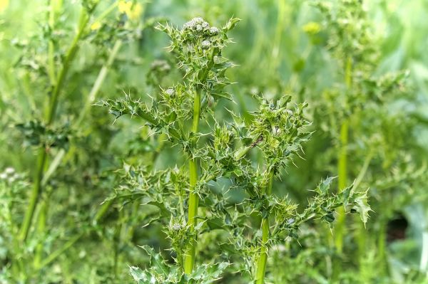 Invasive Weed Removal